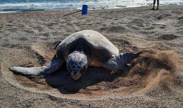 İztuzu Plajı'nda caretta yuva sayısı 700'e ulaştı
