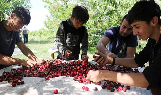Kaymakam araya girip alımı durdurdu, kirazda fiyat krizi aşıldı