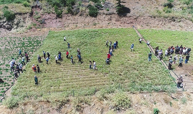 Konyaaltı'nda kekik ve adaçayı hasatı başladı