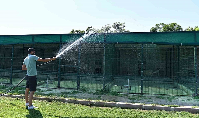 Köpekler suyla, kediler klimayla serinletiliyor