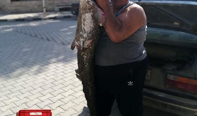 Meriç Nehri'nde 2 metrelik yayın balığı yakaladı