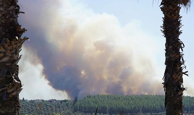 Milas'ta 160 hektar alanın küle döndüğü yangın, sigara izmaritinden çıkmış