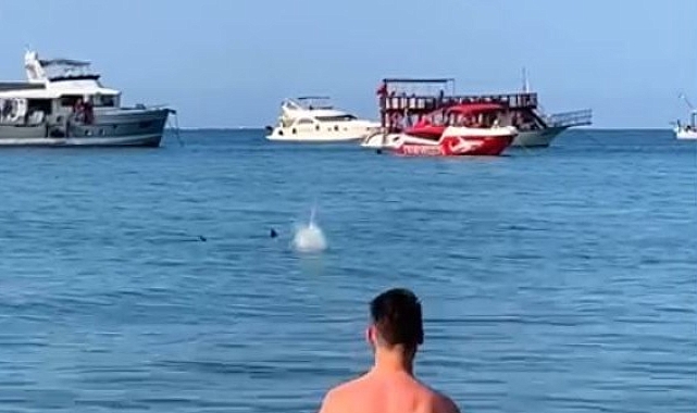 Mızrak balığını köpekbalığı diye taşladılar