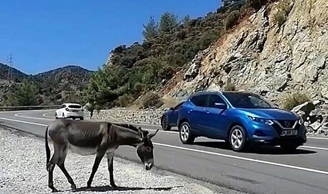 Muğla'da trafikte 'yaban eşeği' tehlikesi