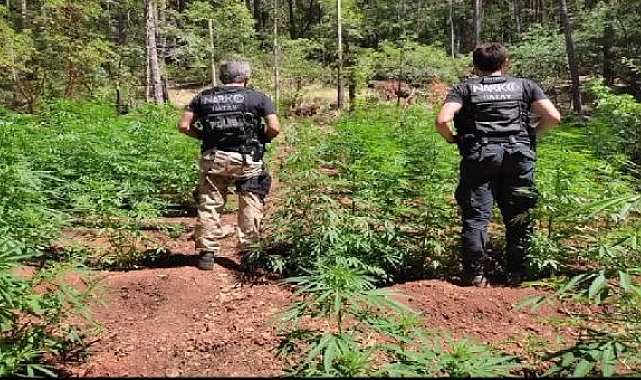 Ormanda yetiştirilen kenevirler dronla tespit edildi