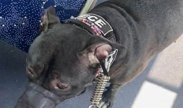 Otobüste köpekle binemezsin tartışması