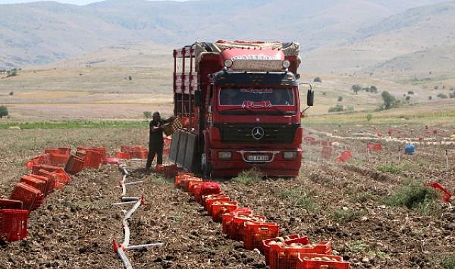 Patates fiyatı memnun etti, düşük verim üzdü