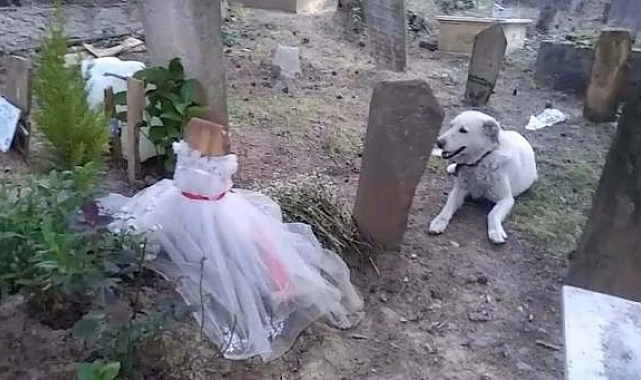 Tedavisini üstlendiği sokak köpeği, Yeşim'in mezarı başından ayrılmıyor