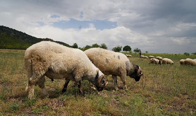 Tokat'ta hayvanlara 'mavi dil' karantinası
