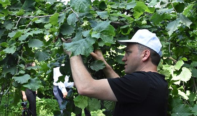 'Türkiye'nin tahmini fındık rekoltesi 717 bin 931 ton'