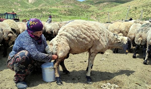 Yerli bulamayınca 20 bin TL'ye İran'dan çoban getirdi