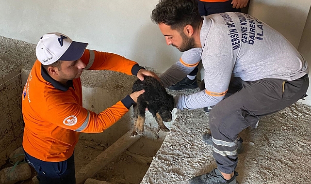 Asansör kuyusuna düşen yavru köpeği belediye ekipleri kurtardı