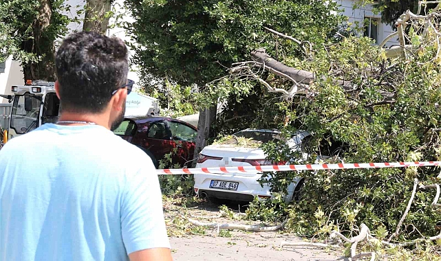 Asırlık çınar ağacının kırılan dalı 5 araçta hasara yol açtı