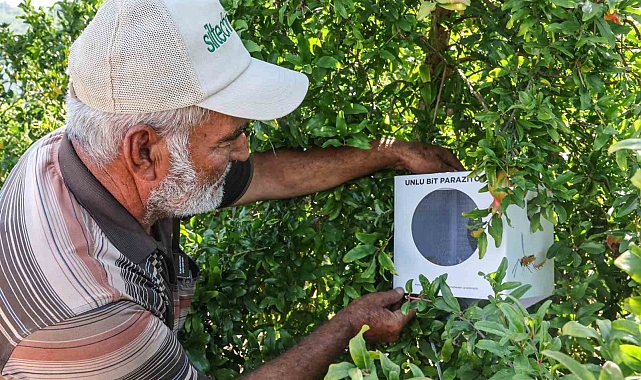 Büyükşehir'in çiftçilere faydalı böcek desteği ara vermedi