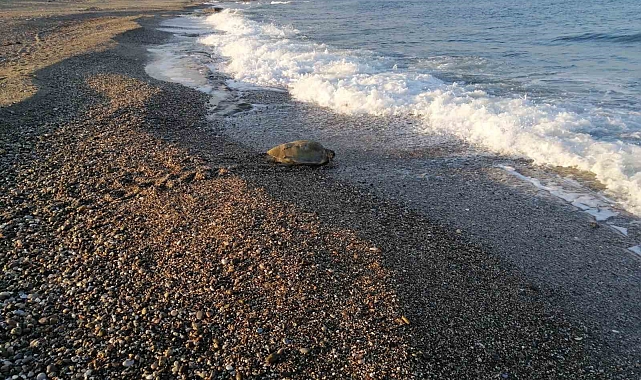 Caretta Caretta yuvasının koruma kafesini kaldırıp üzerinde mangal yaptılar