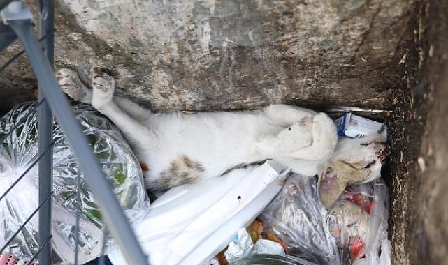 Denizli'de 2 yavru kedi öldürülmüş, 1'i yaralı bulundu