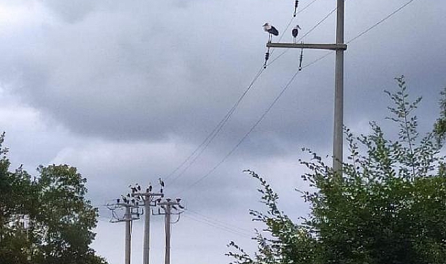 Göç eden leylekler akıma kapılmasın diye elektrikler kesildi