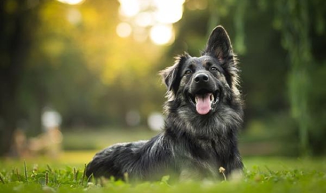 Hepsiburada'dan 'Dünya Köpekler Günü' kampanyası