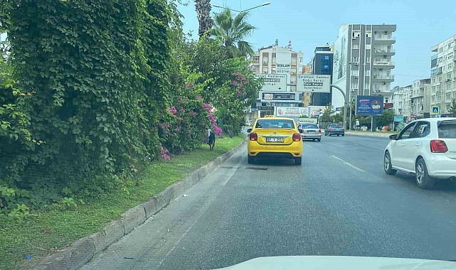 Kara yoluna çıkan köpek trafiği birbirine kattı, sürücüleri peşinden koşturdu