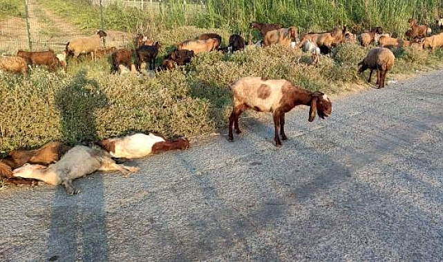 Mersin'de arazide otlayan 48 küçükbaş öldü; inceleme başlatıldı