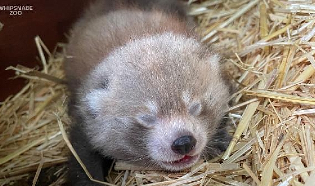 Nesli tükenmekte olan kızıl panda nüfusuna ikiz yavru katıldı