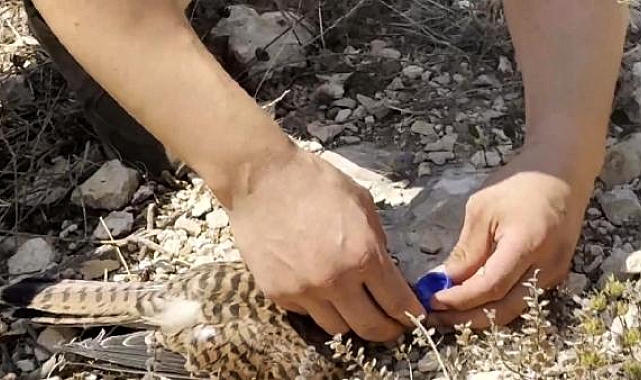 Sıcakta bitkin düşen kerkenez kuşuna polisten müdahale