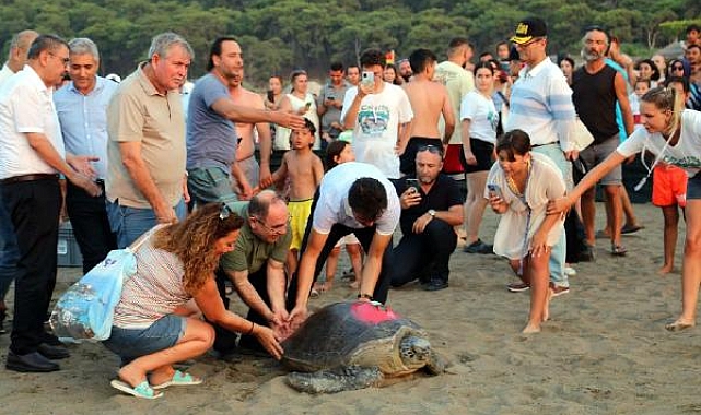 Tedavisi tamamlanan 8 deniz kaplumbağası denizle buluşturuldu
