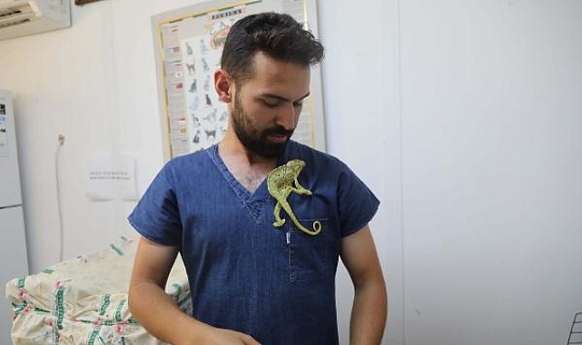 Yaralı bulunan bukalemun tedaviye alındı