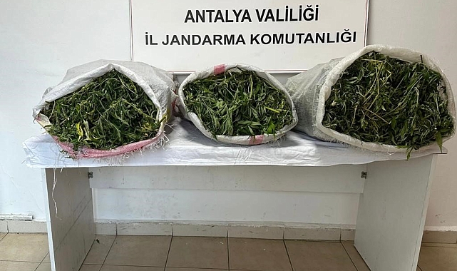 19 kilo 745 gram skunk maddesi ele geçirildi
