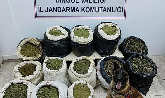 3 milyon kök Hint keneviri, 194 kilo esrar ele geçirildi