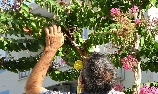 Ağaçta oğul veren bal arıları, çuvala konuldu