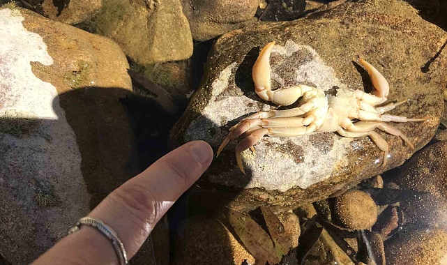 Antalya'da Üzümdere ırmağı kurudu