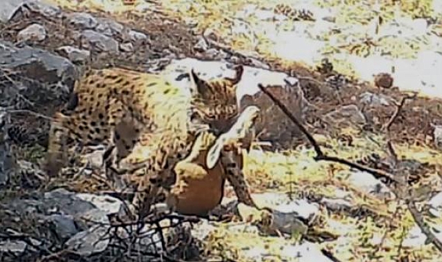 Avını taşıyan vaşağın görüntüsü, fotokapana yansıdı