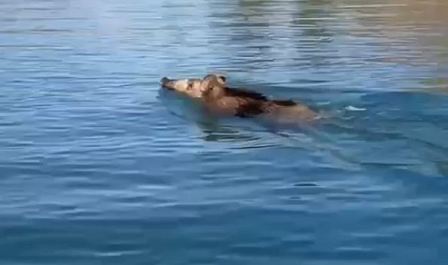 Baraj gölünde yüzen yaban domuzlarını gören vatandaşlar şaşkına döndü