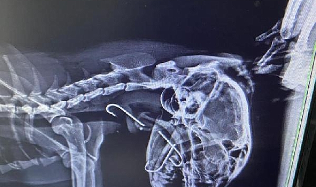 Boğazına 3 olta kancası takılan kedi, tedavi edildi