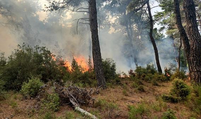Çanakkale'de orman yangını