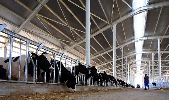 Düve yetiştiriciliği ve düve alımlarına 80 milyon TL'lik destek