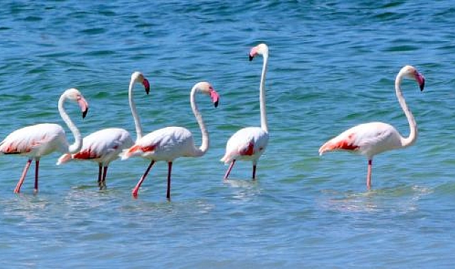 Flamingolar kuruma tehlikesi bulunan Burdur Gölü'nde