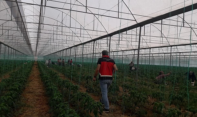 Gazipaşa'da Akdeniz meyve sineği ile mücadele başlatıldı