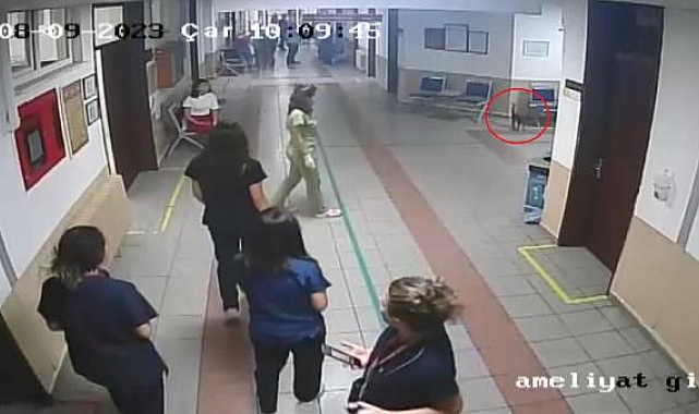 Hayvan hastanesine giren sokak kedisi, diyaframı yırtıldığı belirlenip, ameliyat edildi