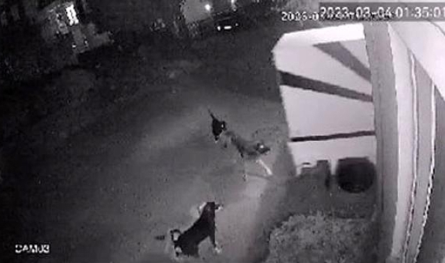 Kepez'de sokak köpekleri, baba- oğlun korkulu rüyası oldu