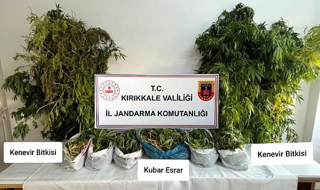 Kızılırmak kenarına ektiği Hint kenevirlerini sökerken suçüstü yakalandı