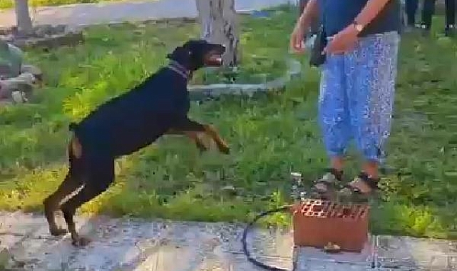 Korhan Berzeg'in 74 gün sonra evine dönen köpeği Tina, Angela Berzeg ile buluştu
