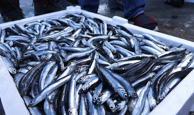 Marmara denizi'nde hamsi bolluğu; geçen yıla oranla 2 kat arttı
