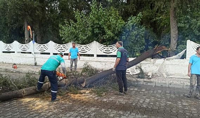 Nazilli'de kuvvetli rüzgar ve sağanak; ağaçlar devrildi, yollarda su birikintileri oluştu