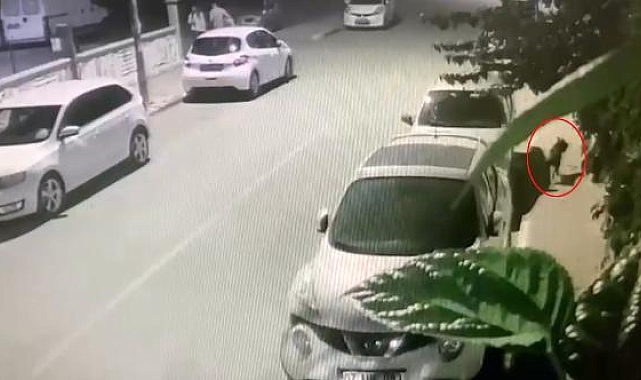 Pitbull saldırısında dehşeti yaşadı