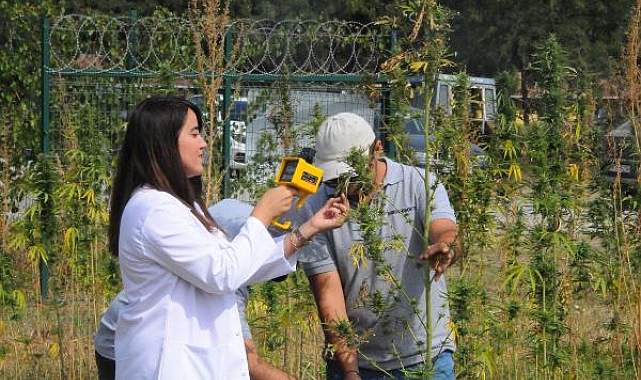 'Sürdürülebilir Kenevir Yetiştiriciliği Projesi' ile su ve gübreden tasarruf