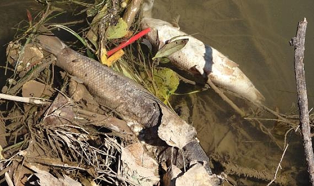 Türkiye'nin en uzun nehri Kızılırmak'ta balık ölümleri