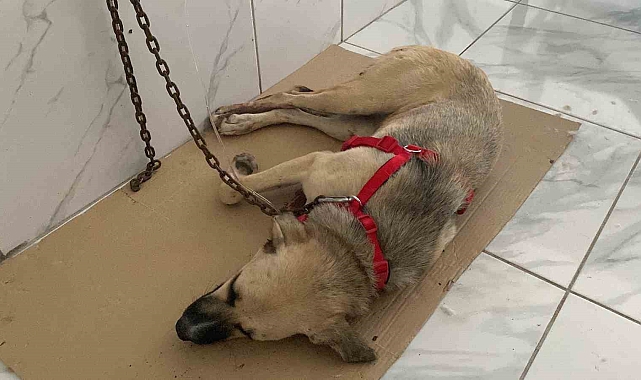 Yaralı halde bulunan sokak köpeğinin röntgen görüntüsü şoke etti