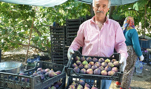 İncirde rekolte düştü, fiyat arttı